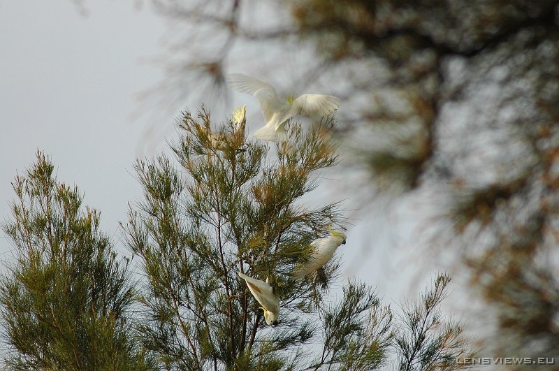 Sulphur-Crested Cockatoo 100 